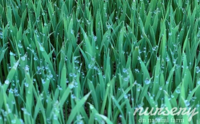 【新米先行受付・令和4年産】熨斗ラベル・無洗米・5kg×2 お米マイスターがつくる特別栽培米 ヒノヒカリ