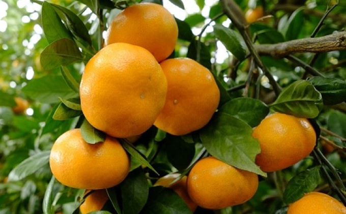 鉢植え 苗木 温州みかん 6号 青島 高さ約70～90cm 大玉で甘～い みかんの木 植物 ガーデン ガーデニング