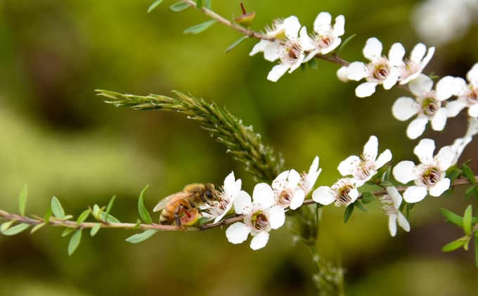 マヌカ はちみつ（NPA15+）450g×2本