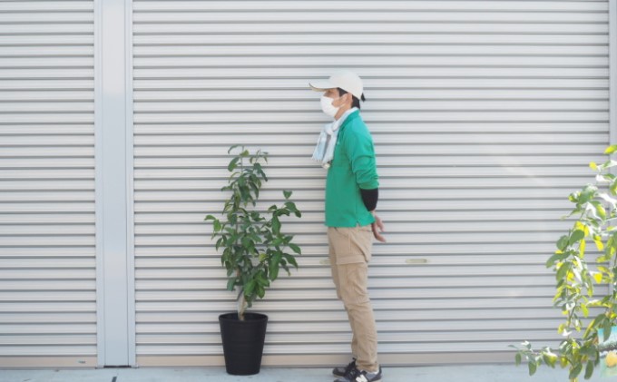 鉢植え レモンの木 大きめサイズ 璃の香 PVP 配送不可 沖縄 北海道 離島