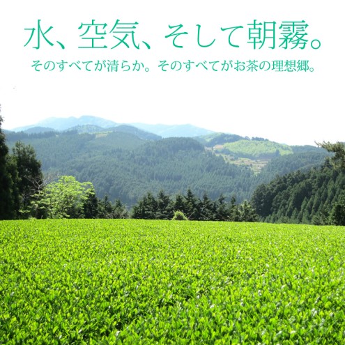 お茶 煎茶 八女茶 100g×2袋 奥八女 星野村 高級 深蒸し 茶 星野茶 緑茶
