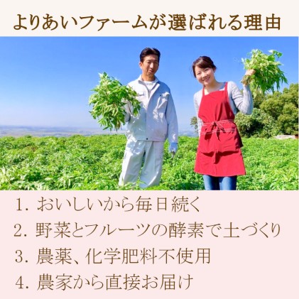 ★希少★日本山人参（葉と茎の粉末） 2袋 飲料類 お茶 野菜