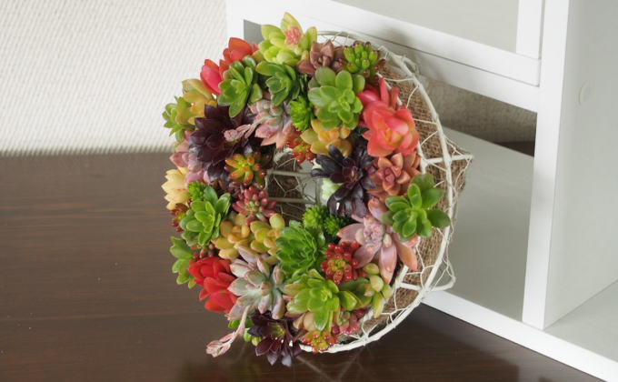 多肉 寄せ植え サークルハンキング  植物 アレンジ 丸型リ