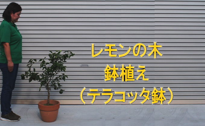 苗木 レモンの木鉢植え テラコッタ鉢 30cm 配送不可 北海道 