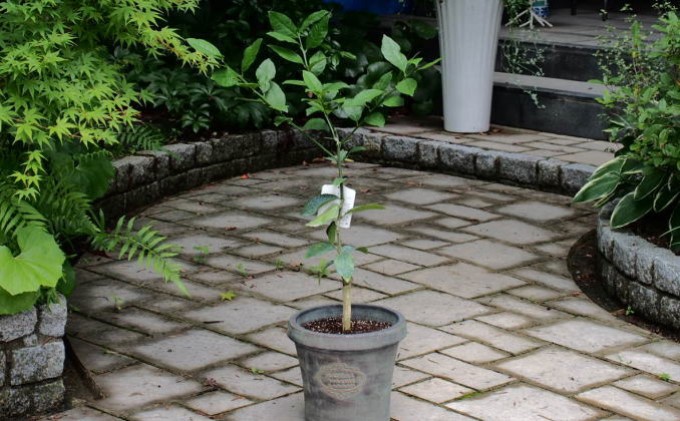 苗木 レモン レモンの木 鉢植え アンティーク風 鉢 27cm ※配