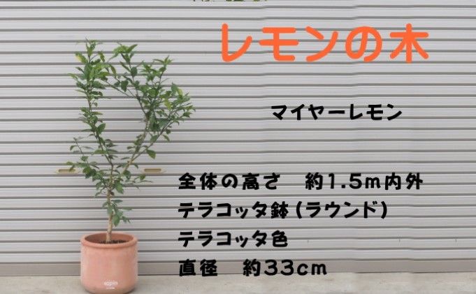 鉢植え レモンの木 マイヤー 大きめサイズ 配送不可 北海道
