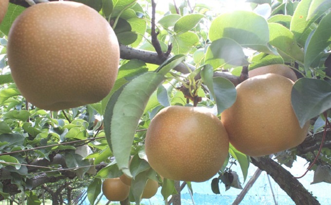 フルーツの里の直売所より 二十世紀梨 5kg ナシ 果物 先行予約