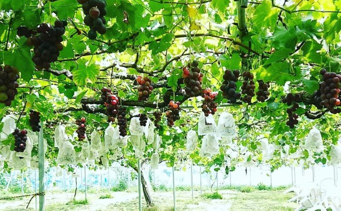 【2025年発送】朝採り巨峰（約1.5kg）クロレラ栽培 ぶどう 果物類 葡萄 フルーツ デザート ギフト 贈り物