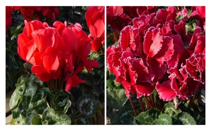 シクラメン 花 鉢 5号鉢×1鉢 冬 贈答 ハウス 栽培