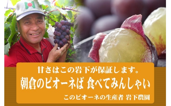 ぶどう ピオーネ 2025年発送 2房 化粧箱入り ブドウ 葡萄 デザート フルーツ 果物 (有)ティース 配送不可：離島