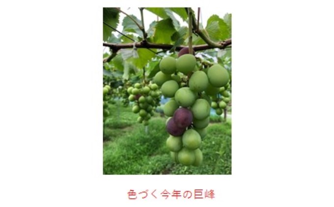 シャインマスカット 1房 巨峰 2～3房 ぶどう 食べ比べ セット 2種類 配送不可 離島 フルーツ 果物類 高級フルーツ