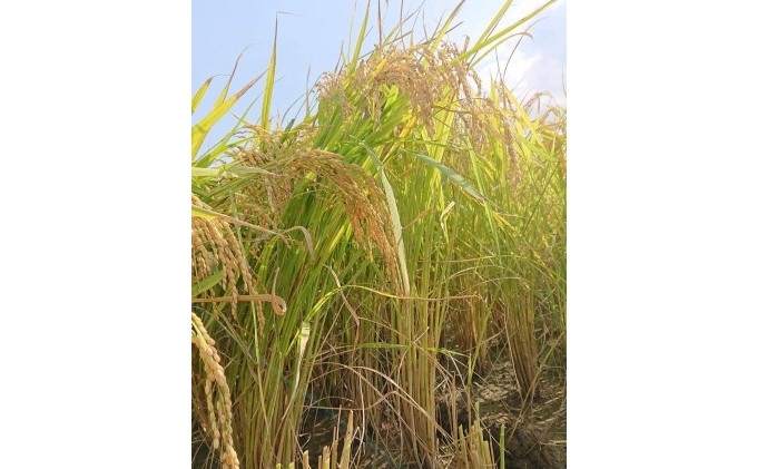 果樹園なのに米もあるよ ヌカ切れ抜群！令和7年度産《金穂銀粒（きんほぎんつぶ）》福岡県 あさくら産 ひのひかり 2kg お米