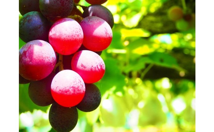 無添加 巨峰 ストレート ジュース 朝雫～AsaShizuku～