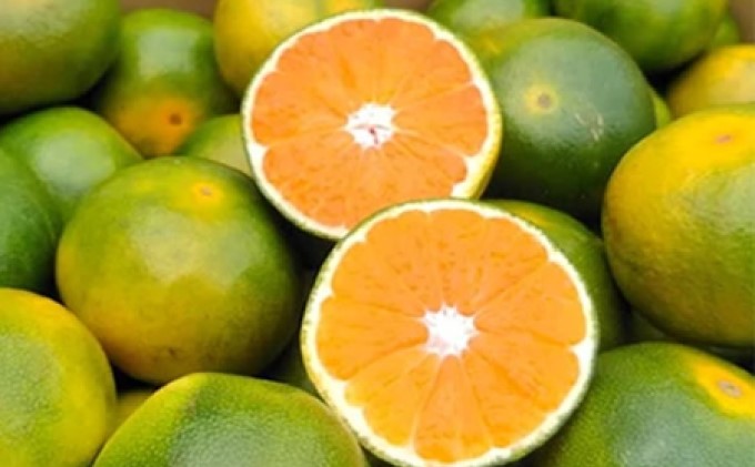 福岡限定 オリジナルブランド みかん「早味かん」約4kg【配送不可：離島】