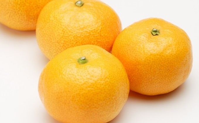 鉢植え 苗木 温州みかん 6号 宮川早生 高さ約70～80cm 植物 ガーデン ガーデニング