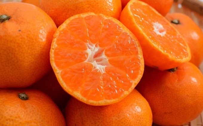 鉢植え 苗木 温州みかん 6号 青島 高さ約70～90cm 大玉で甘～い みかんの木 植物 ガーデン ガーデニング