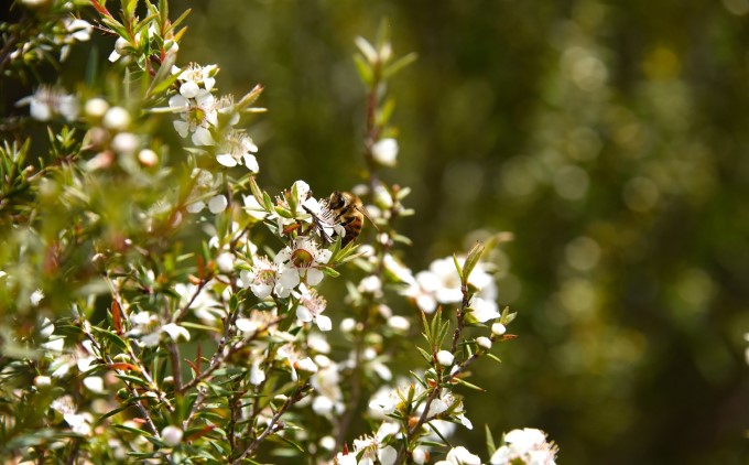 マヌカ はちみつ（NPA15+）450g×2本