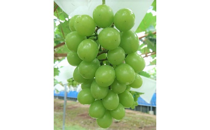 シャインマスカット 2房 化粧箱（約1～1.2kg）★(有)ティース【配送不可：沖縄・離島】 果物類 ぶどう ブドウ フルーツ
