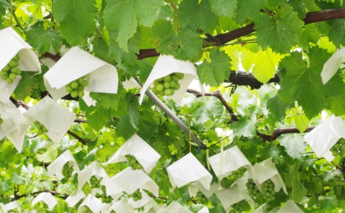 シャインマスカット1kgと巨峰1kgセット【配送不可：離島】