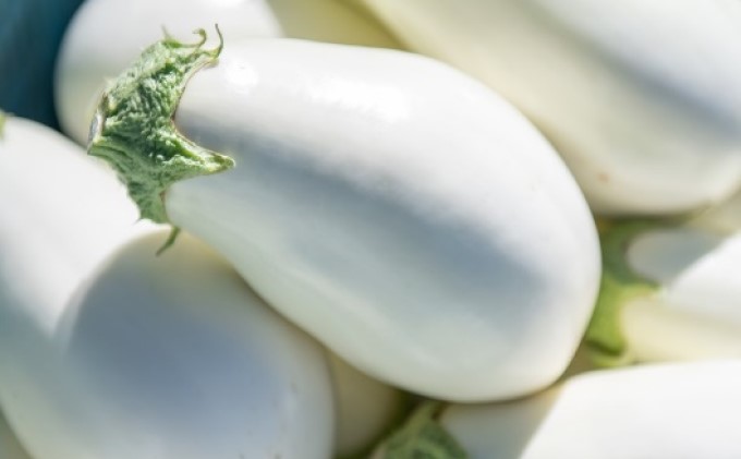 なす ナス 白なす 宝石野菜 桐箱 2個入 贈答 茄子