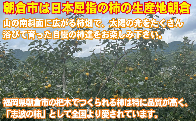 先行予約 志波の富有柿 M～2Lサイズ×約12個入 ※配送不可：離島 果物 フルーツ 秋の味覚 おやつ デザート 産地直送 ブランド 柿の王様 福岡県産 朝倉市産