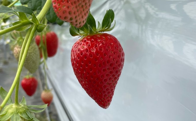 いちご かおりの苺 280g×2パック 配送不可 北海道 東北 果物類 フルーツ おやつ デザート 食後 上品な香り 酸味が少ない 産地直送 国産