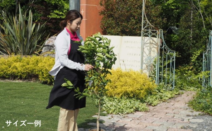 苗木 柑橘苗 大きめサイズ ポンカン 1本 配送不可 北海道 沖縄 離島