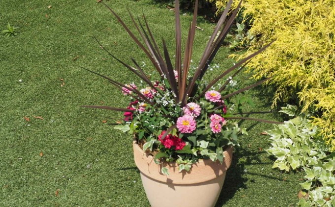 寄せ植え 鉢植え コルジリネと季節のお花 配送不可 北海道 沖縄 離島