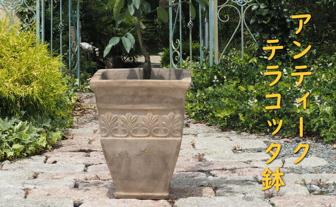 植物 レモン トゲ無し 鉢植え レモンの木 品種 ビアフランカ アンティーク テラコッタ 鉢 直径31cm 配送不可 北海道 沖縄 離島