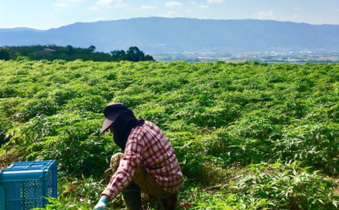 ★希少★日本山人参（葉と茎の粉末） 2袋