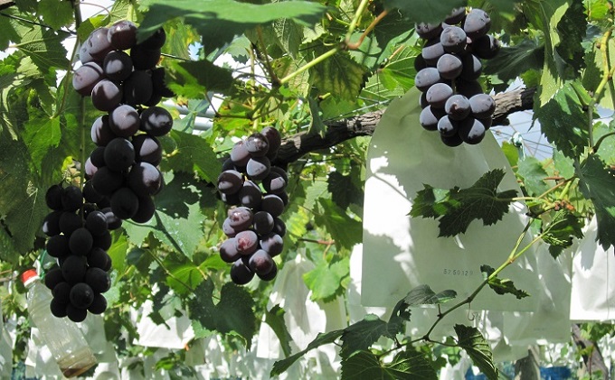 フルーツの里の直売所より 巨峰 果物類 ぶどう ※配送不可：離島
