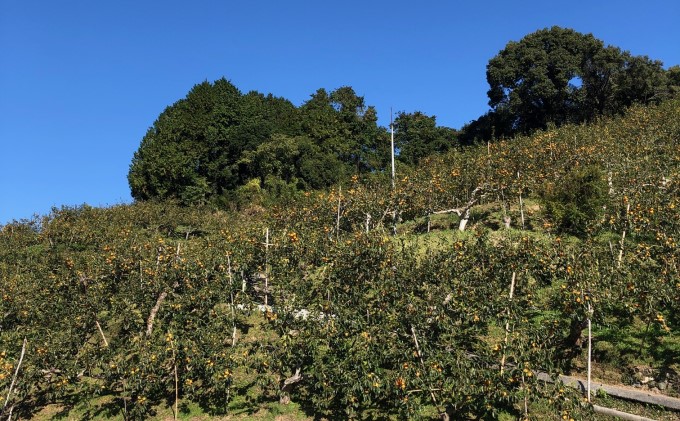 柿 志波 富有柿 約3kg 11～12玉 果物類 かき