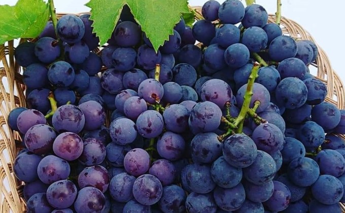 無添加 巨峰 ストレート ジュース 朝雫～AsaShizuku～