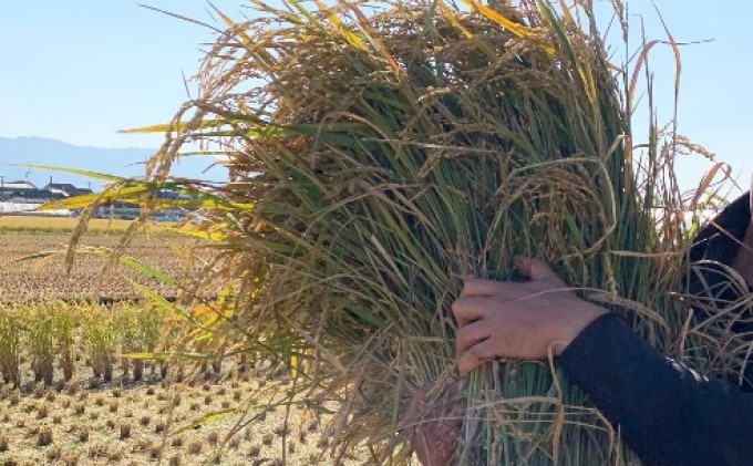 【新米先行受付・令和4年産】5kg×2 お米マイスターがつくる特別栽培米 ヒノヒカリ