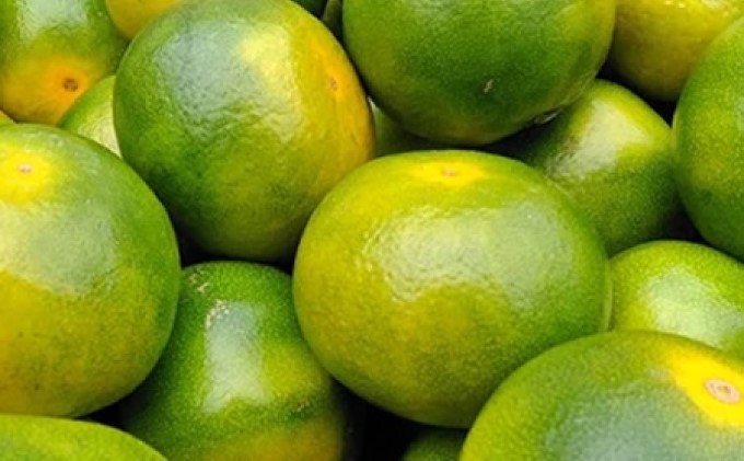 福岡限定 オリジナルブランド みかん「早味かん」約4kg【配送不可：離島】