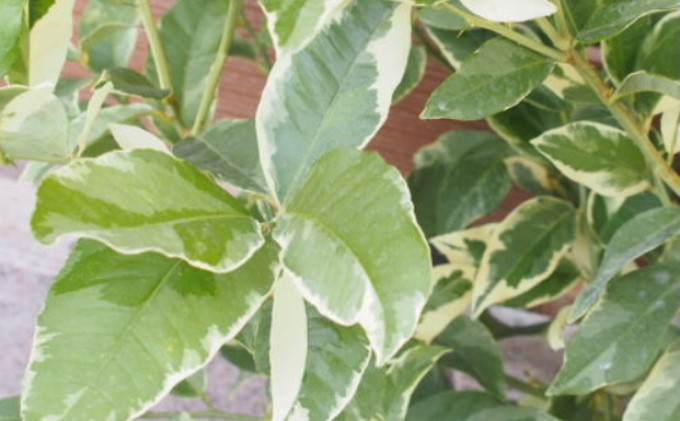 鉢植え レモンの木 斑入り ピンクレモネード 1.3内外 配送不可 北海道 沖縄 離島