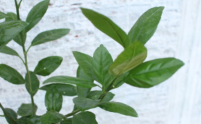 鉢植え 苗木 温州みかん 6号 青島 高さ約70～90cm 大玉で甘～い みかんの木 植物 ガーデン ガーデニング