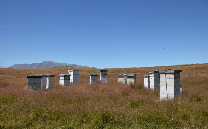 マヌカ はちみつ（NPA15+）450g×2本