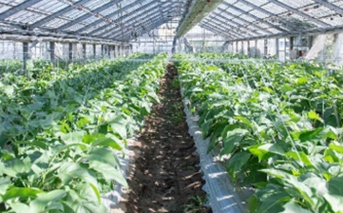 なす ナス 白なす 宝石野菜 9個入 茄子