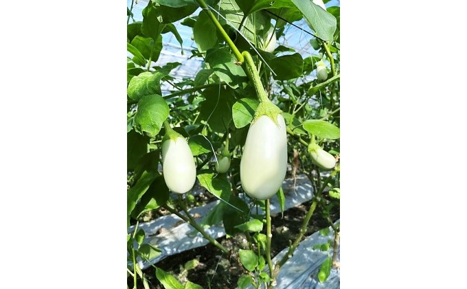 なす ナス 白なす 宝石野菜 桐箱 2個入 贈答 茄子