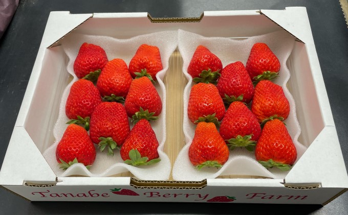 いちご かおりの苺 280g×2パック 配送不可 北海道 東北 果物類 フルーツ おやつ デザート 食後 上品な香り 酸味が少ない 産地直送 国産