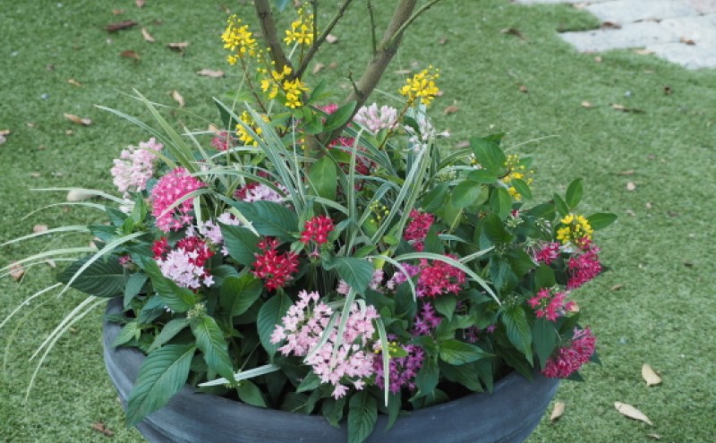 植物 レモン 花 寄植え 特大サイズ レモンの木と季節のお花 寄せ植え ガーデニング 配送不可：北海道、沖縄、離島