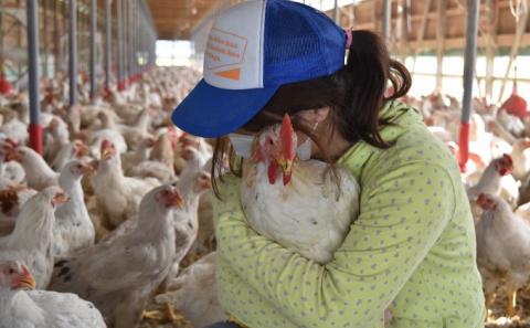 はかた地どり 美人鍋セット 水炊き 鍋 セット 鶏肉