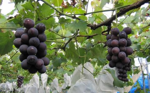 フルーツの里の直売所より ピオーネ 果物 ぶどう ※配送不可：離島