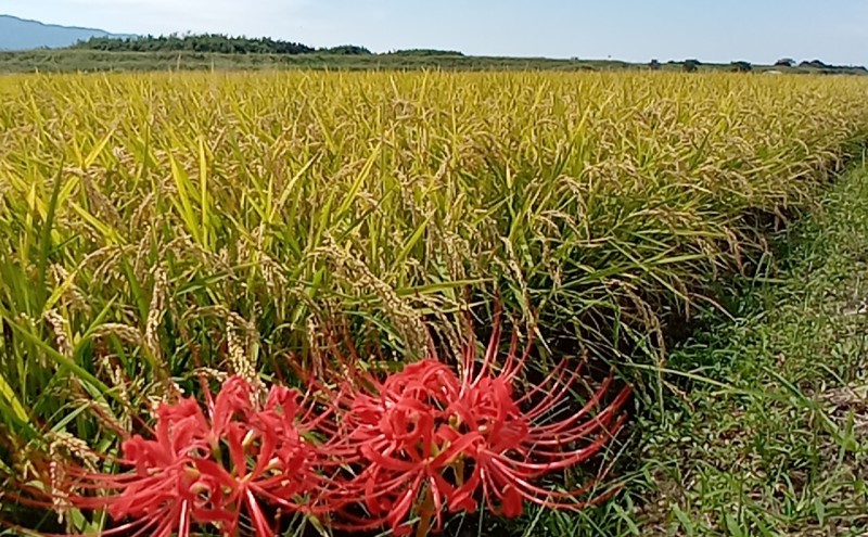 米 10kg 玄米 ゆめつくし