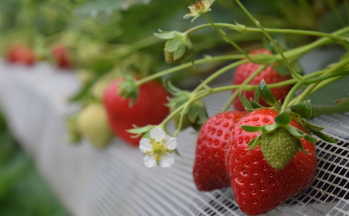 【年内発送】旬の完熟 あまおう ★Cafe 楓★【配送不可：北海道・東北・沖縄・離島】