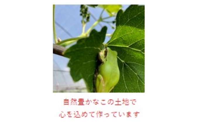 シャインマスカット 1房 巨峰 2～3房 ぶどう 食べ比べ セット 2種類 配送不可 離島 フルーツ 果物類 高級フルーツ