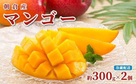 マンゴー 朝倉産 約300g×2個 配送不可 離島