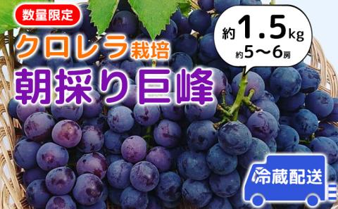 【2025年発送】朝採り巨峰（約1.5kg）クロレラ栽培 ぶどう 果物類 葡萄 フルーツ デザート ギフト 贈り物