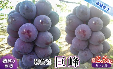 巨峰 2025年発送 約2.5kg 旬菜板屋 配送不可 離島 果物類 ぶどう フルーツ